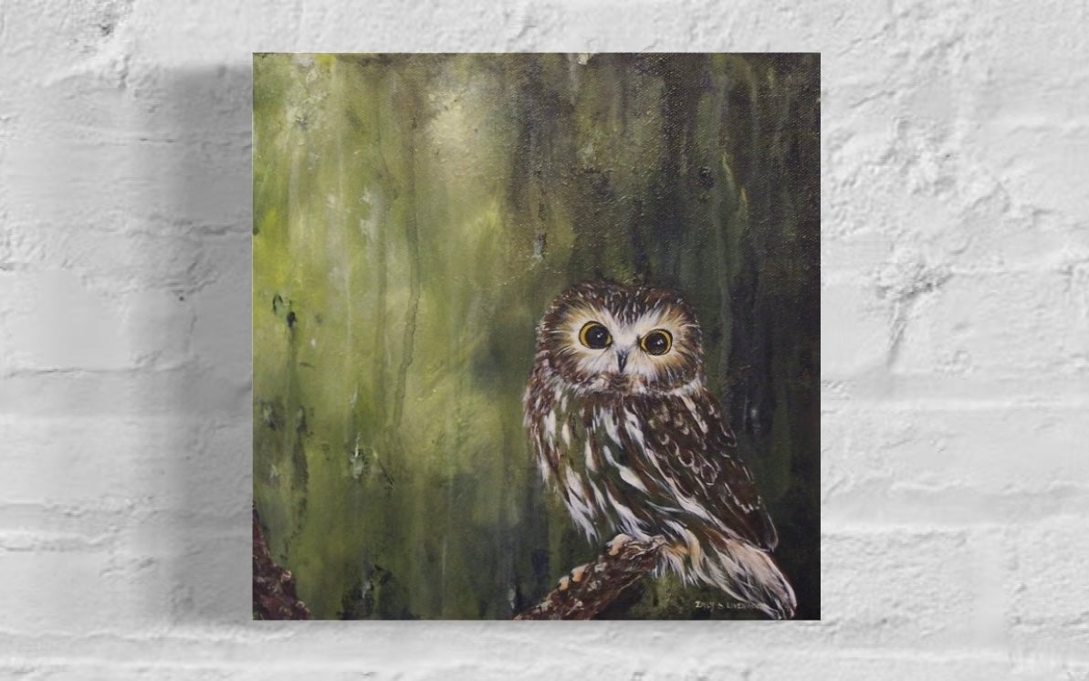 Northern Saw-whet Owl