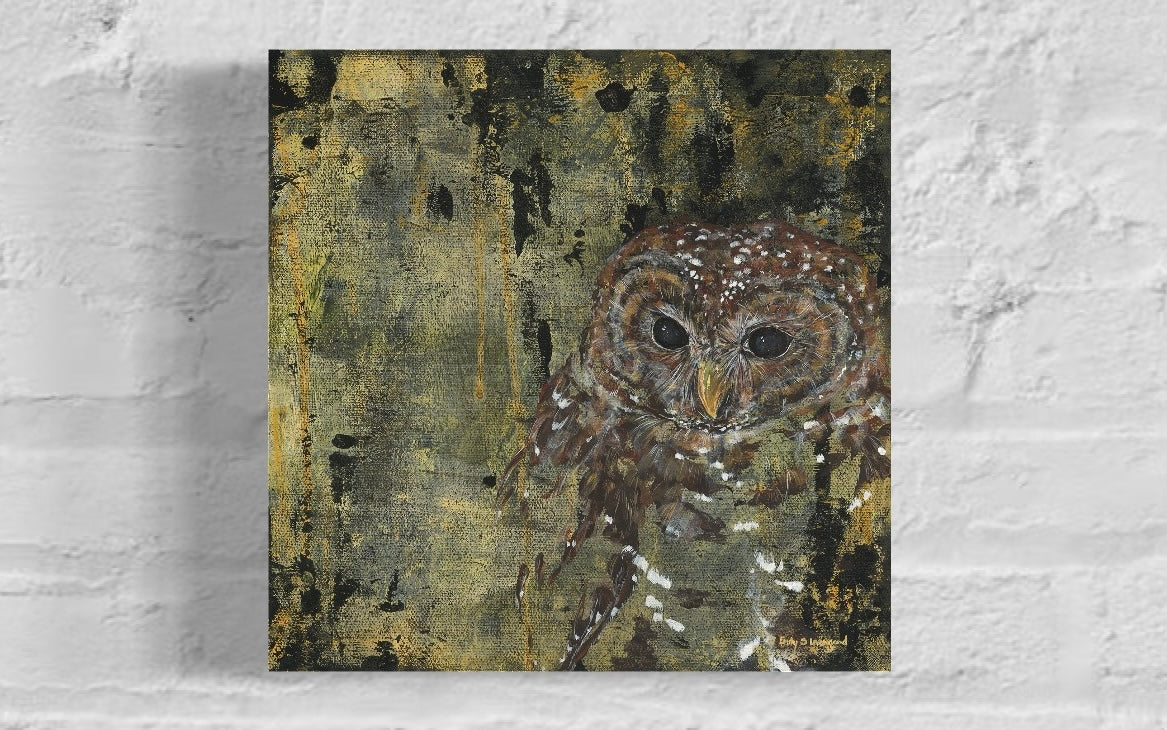 Spotted Owl