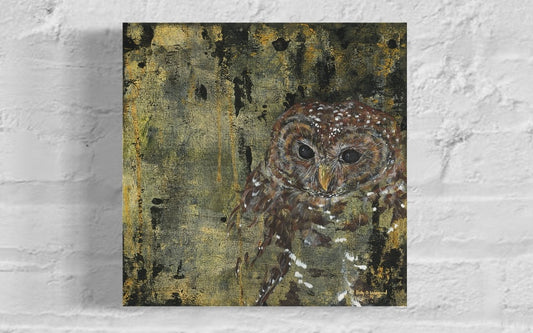 Spotted Owl